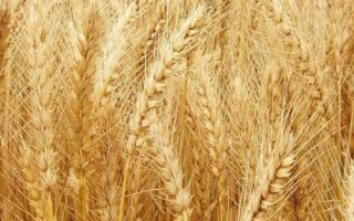 連麥10號(hào)小麥品種簡介，適宜播期10月10日-25日