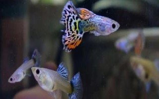 孔雀魚趴在缸底不動的原因及解決辦法，水溫、環(huán)境或者疾病都有可能