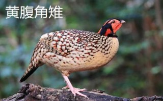 福建省福州市的水果特產有哪些，包括青山龍眼、一都枇杷、福州橄欖等種類