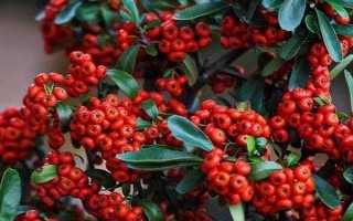 火棘的花語，寓意紅紅火火