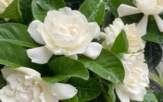 梔子花冬季是否會落葉，冬天落葉是正常情況