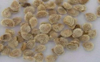 番茄種子怎么留，選擇長勢好且個(gè)頭大的果實(shí)