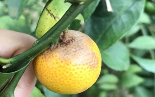 柑橘炭疽病怎么防治，定期噴施苯甲嘧菌酯等藥物