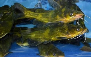 伊豆6號(hào)鉤可以釣多大魚(yú)，適合釣1斤至2斤的魚(yú)