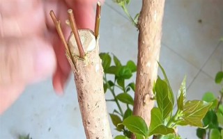 三角梅嫁接所用砧木，以長(zhǎng)勢(shì)強(qiáng)的紫花三角梅為宜