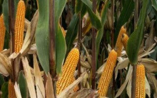 群策518玉米品種的特性，畝植密度以3000株左右為宜