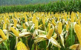 金科玉3306玉米種子特點，適宜播期4月下旬