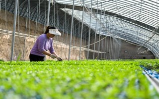 夏季蔬菜育苗要注意什么，及時(shí)分苗間苗可讓秧苗更粗壯