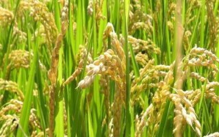 旱兩優(yōu)8號(hào)水稻品種的特性，全生育期晚稻平均117.1天
