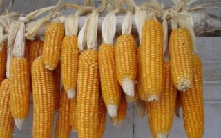聚隆177玉米品種的特性，適宜播種期3月底至5月底