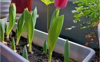 郁金香莖短花小的原因，可能是品種退化或受到遺傳基因的影響