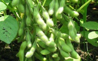 合農(nóng)65大豆種子特征特性，在適應(yīng)區(qū)五月上中旬播種