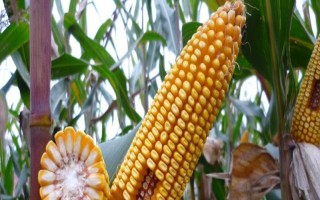 九圣禾235玉米種子介紹，每畝適宜種植密度5000株