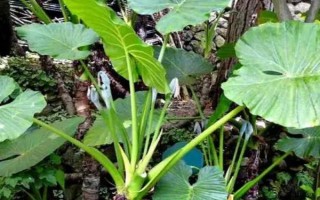 滴水觀音株型太大如何處理，切割植株能變得美觀挺拔