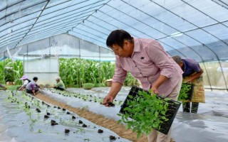 蔬菜幼苗的移栽技術(shù)，移苗應(yīng)在晴天上午進(jìn)行