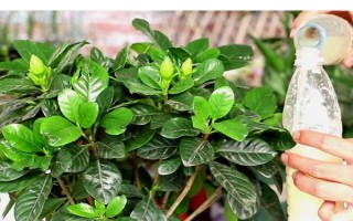 梔子花春天的養(yǎng)殖方法，春天要讓其有充足的水肥