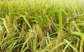 昌兩優(yōu)馥香占水稻品種簡介，全生育期144.5天