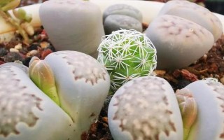 生石花如何換盆，可在生長(zhǎng)季節(jié)換盆