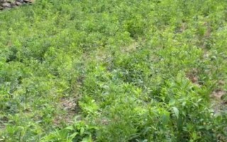 白術(shù)的管理方法，幼苗出土后要及時(shí)除草翻耕