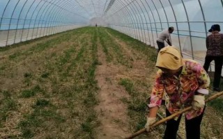 棚室更茬換季要注意什么，為圖省事將殘株雜草翻入地中容易引發(fā)病蟲害