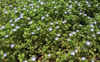 哪里可以購買婆婆納種子，花卉市場一般都有銷售
