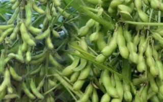 精菽16大豆種子簡介，選擇中肥力地塊種植
