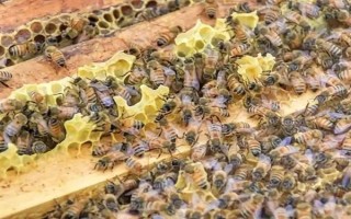 冬天如何對(duì)蜜蜂飼喂糖水，在飼喂器中添加糖漿再放入蜂箱中即可