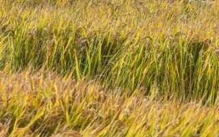 金珍優(yōu)亞美絲水稻品種簡介，全生育期108.6天