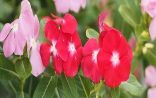 怎么養(yǎng)天天開(kāi)花，生長(zhǎng)期需要每10天左右施加一次肥料