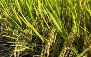 兩優(yōu)早17水稻品種的特性，每畝有效穗23.2萬穗