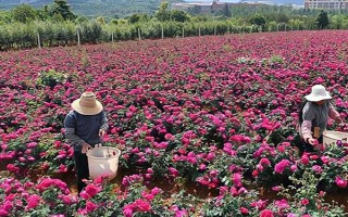 土壤酸化怎么改良，使用有機(jī)肥可調(diào)節(jié)酸堿值
