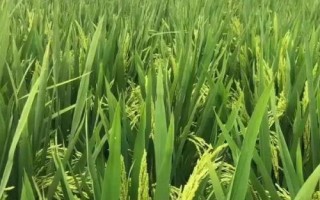 黔豐優(yōu)990水稻種子簡(jiǎn)介，精量播種育壯秧