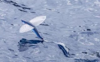 翱翔飛魚好不好養(yǎng)，飼養(yǎng)難度大并不適合新手嘗試