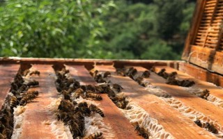 蜜蜂如何養(yǎng)殖，了解蜜蜂的生活習性是前提