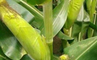 天利禾6009玉米種子簡介，該品種幼苗期第一葉鞘紫色