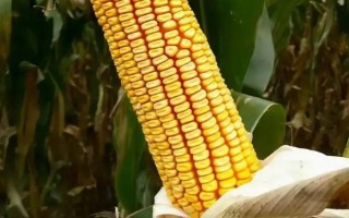 武科4號玉米種子特征特性，中抗大斑病