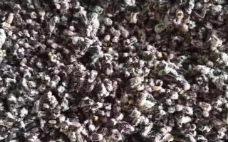 聯(lián)雜68棉花品種簡介，做好苗蚜和紅蜘蛛的防治