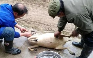 殺山羊怎么去毛，趁熱拔毛又快又干凈