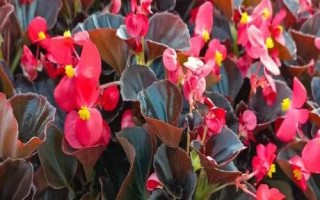 四季常開(kāi)的花有哪些，常見(jiàn)的有四季海棠、非洲紫羅蘭、扶?；ǖ? /></p><h2>一、四季常開(kāi)的花有哪些</h2><p>1、四季海棠</p><p>四季海棠花色有橙紅、桃紅、粉紅、白色等，花期特長(zhǎng)，幾乎全年能開(kāi)花，但以秋末、冬、春較盛。</p><p style=