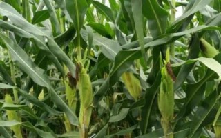 M3509玉米種子特征特性，出苗至成熟116天左右