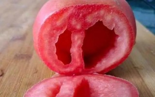 番茄空心的原因，品種、受精不良或溫度過高等均會(huì)導(dǎo)致