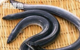 黑鰻魚和黃鰻魚的區(qū)別，顏色存在明顯差異