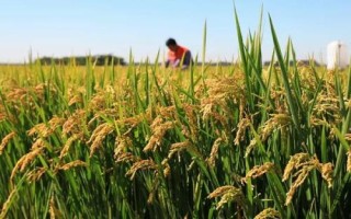 旱兩優(yōu)8號(hào)水稻品種的特性，全生育期晚稻平均117.1天