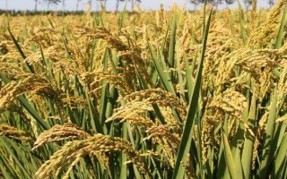 天優(yōu)596水稻種子特征特性，每畝有效穗數(shù)16.5萬