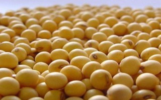受歡迎的大豆品種有哪些，常見(jiàn)的有中黃35、中黃301等