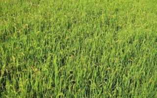 兩優(yōu)早17水稻品種的特性，每畝有效穗23.2萬穗