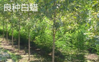 農(nóng)民種什么樹比較有前景，皂角樹、速生法桐、紅葉石楠等樹種均可選擇