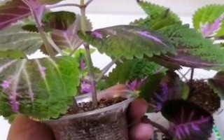 怎么扦插彩葉草，通常建議在每年的春秋季節(jié)進行