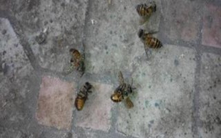蜜蜂爬蜂病的種類和治療方法，包括蜜蜂螺原體病、蜜蜂孢子蟲病等類型