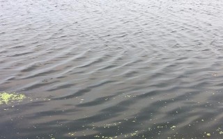 魚塘缺氧的原因，高溫、飼養(yǎng)密度大、淤泥過深等因素均會(huì)造成